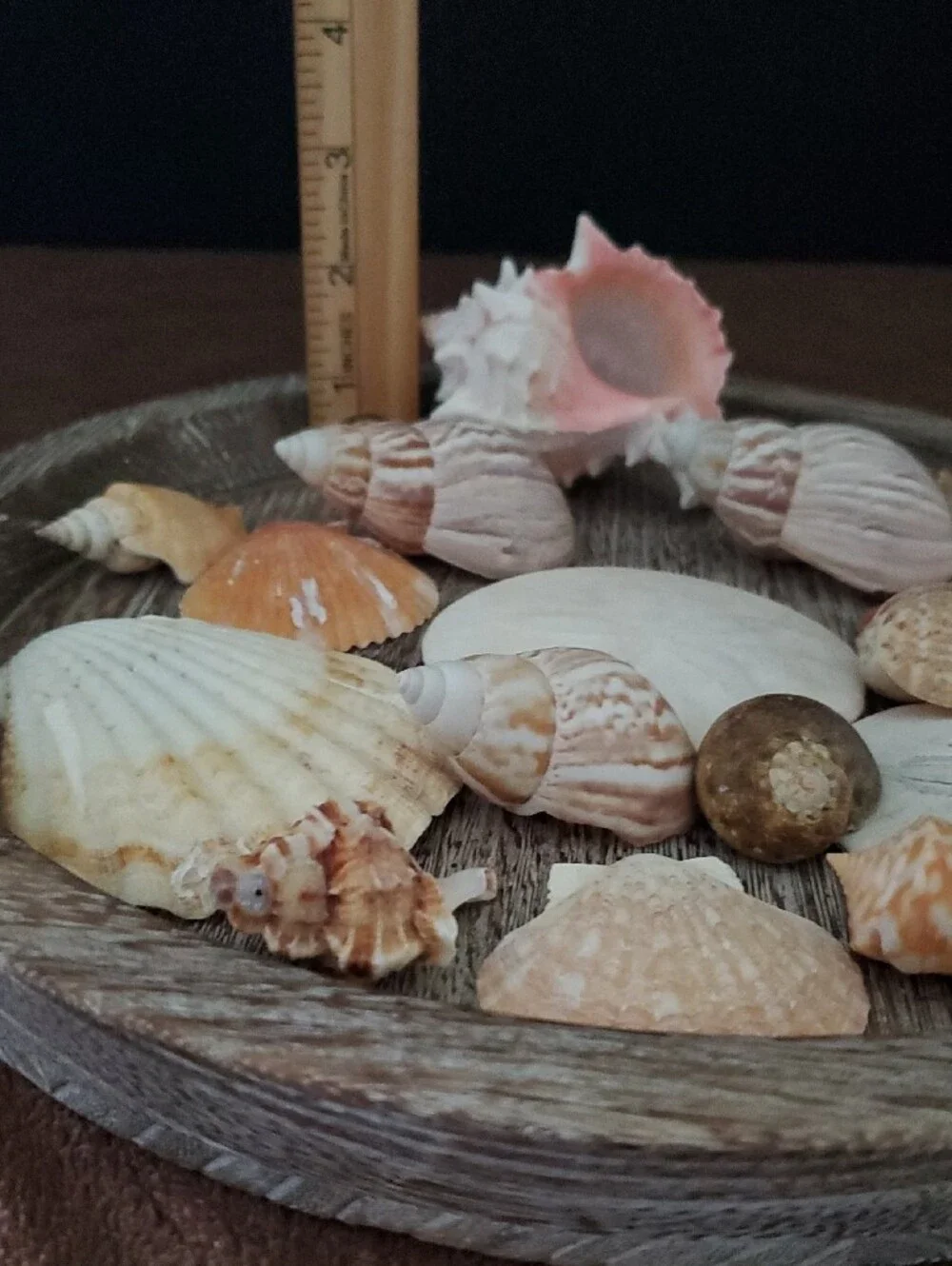 Natural Seashells Pink Murex Seashell Beach Coastal Decor Crafts Nautical